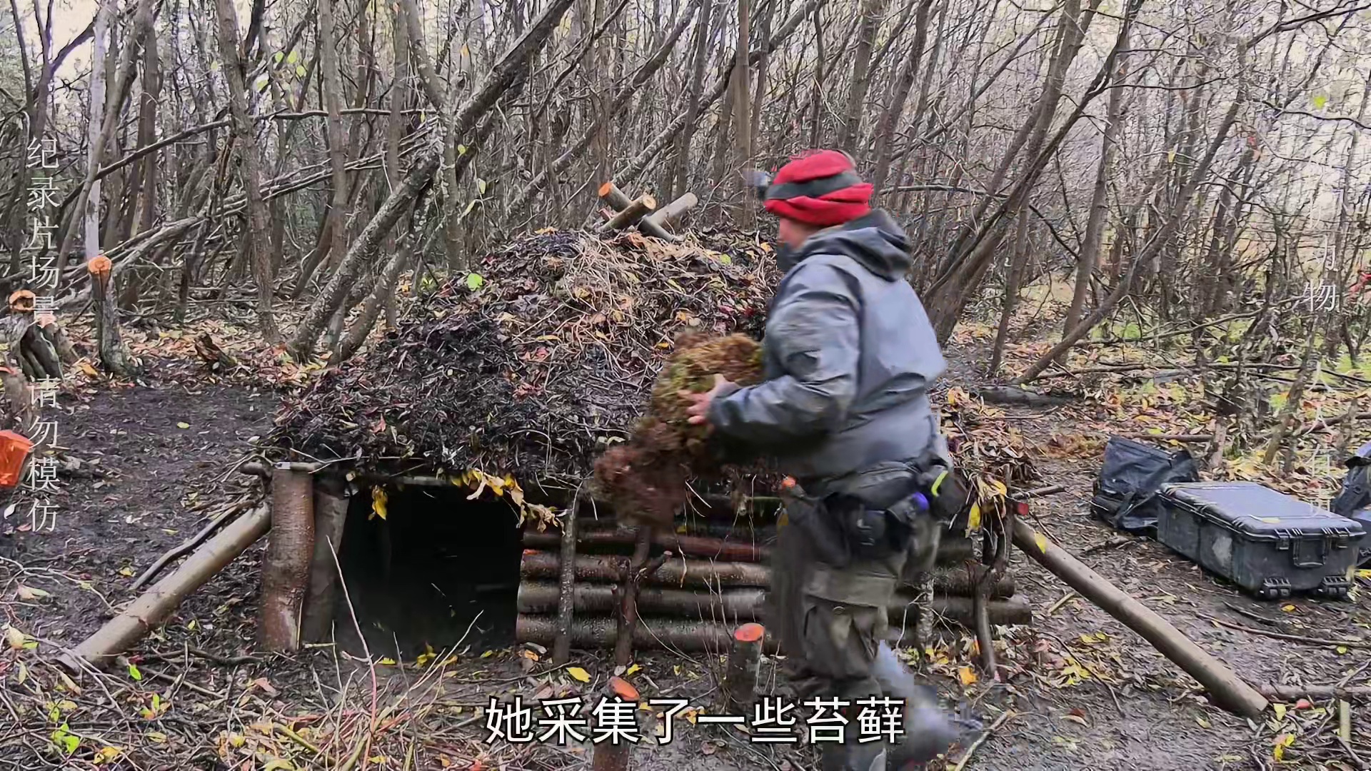 荒野独居第十三季05：大神狩猎驼鹿，结局已定了吗