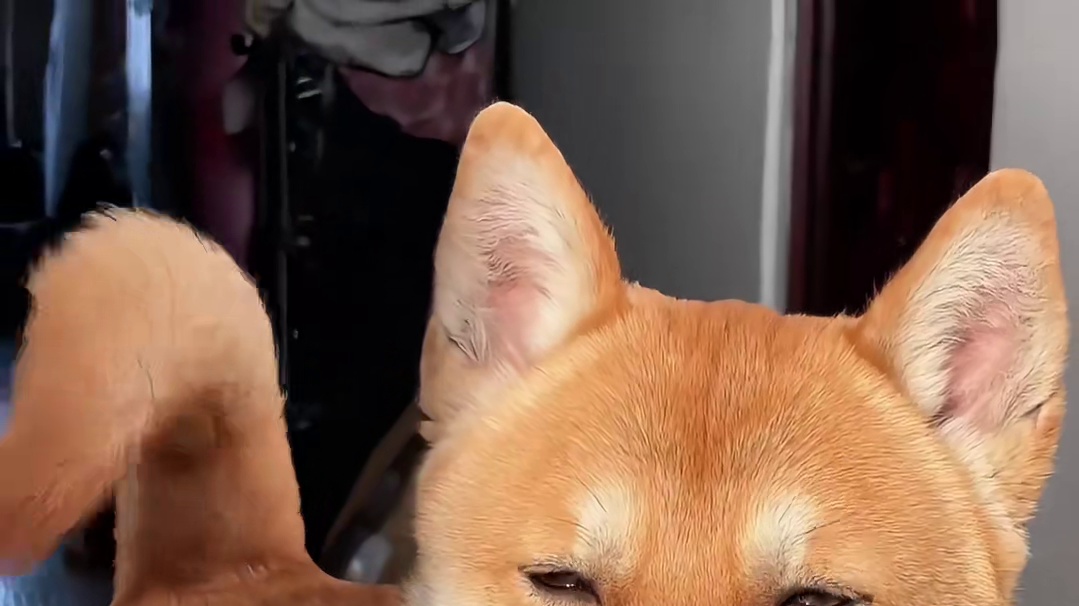 老态龙钟#中华田园犬 #田园犬 #家有中华田园犬 #狗狗