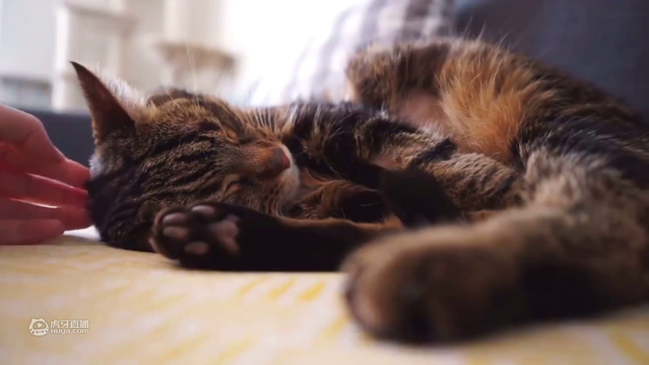 治愈系Vlog｜小森林·北欧瑞典生活 猫咪与春天的野餐