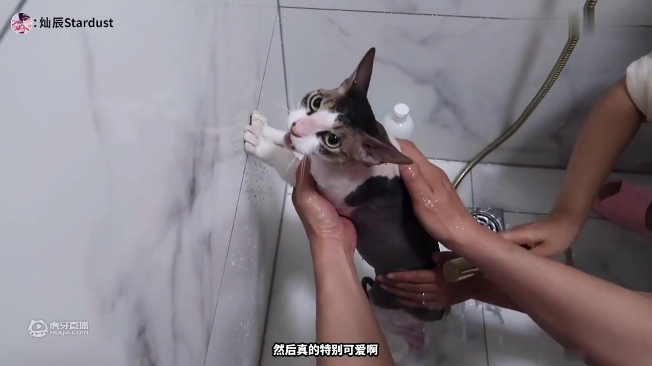 【灿辰】《怪物猎人:rise 》原来我养了一只爱露猫，相似度99%,爱猫人士强烈推荐，轻松实现养猫自