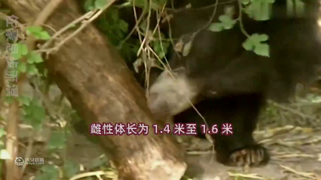 小森生活：种田养老还卖萌，熊本熊是什么熊？田园治愈X动物世界