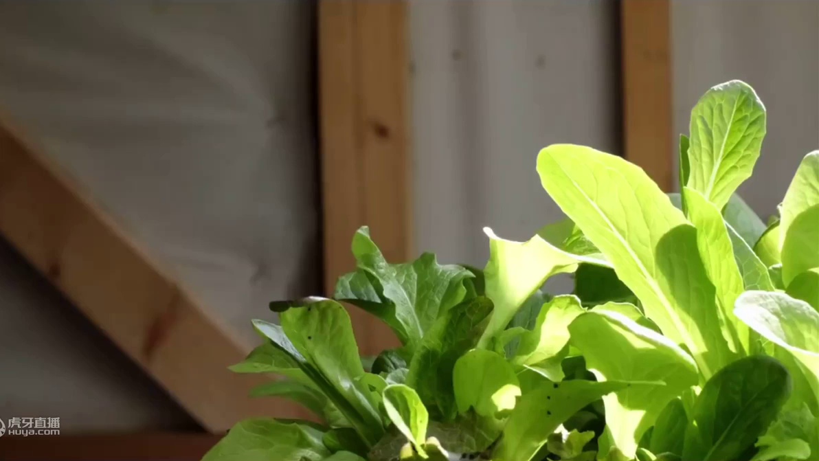 治愈系Vlog｜爱尔兰·小森林 初夏在小花园劳作的清晨