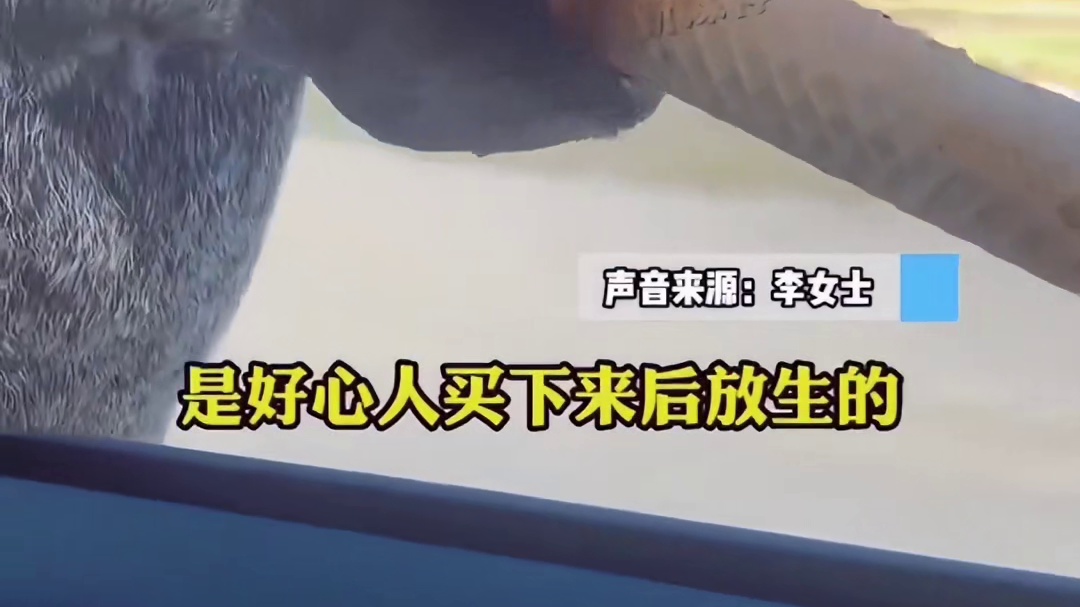 偶遇可爱小鹿“儒雅”吃蛋卷“它头上戴了蝴蝶结”