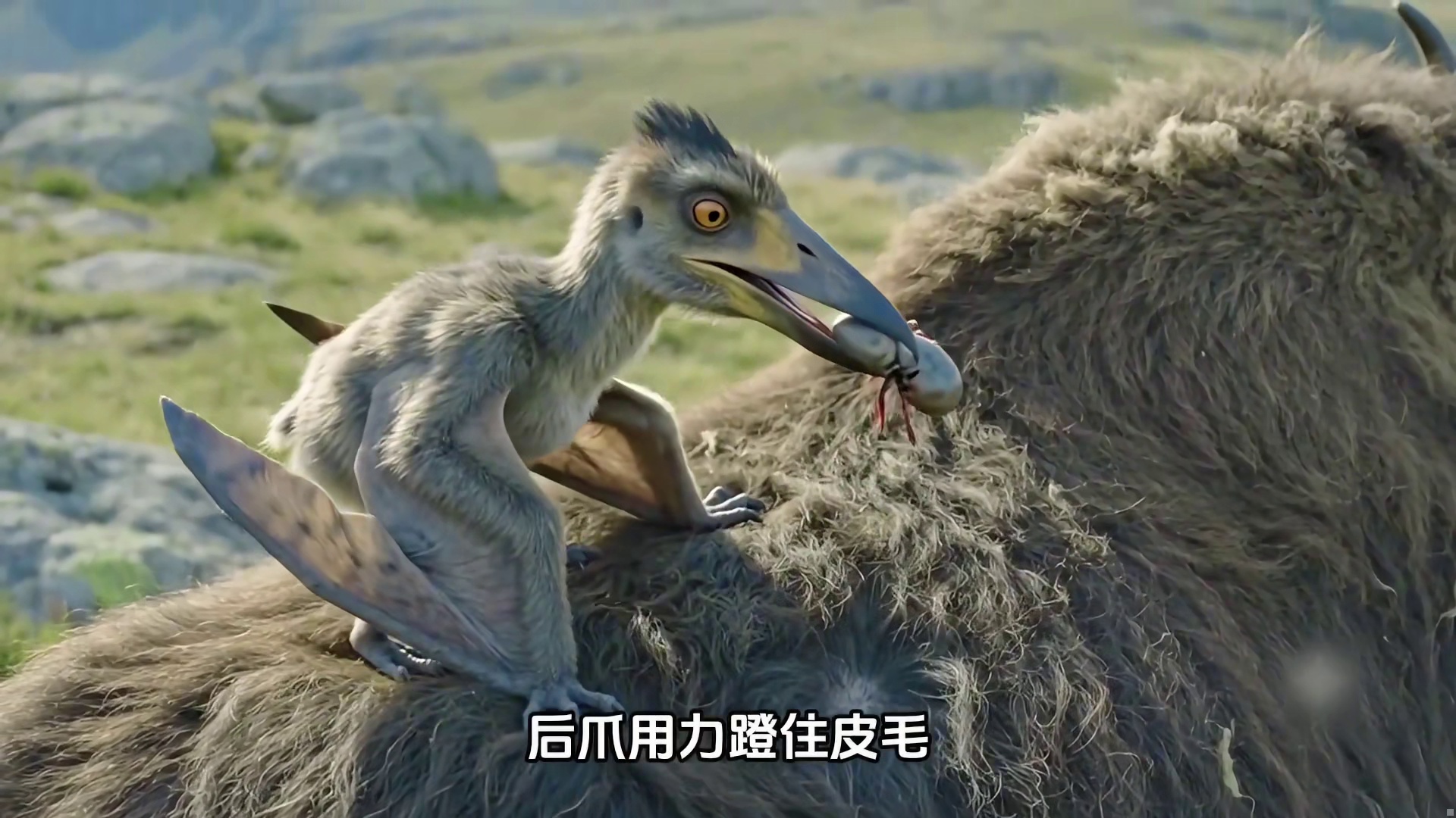 牦牛这么厚的毛发，真是蜱虫最爱的地方