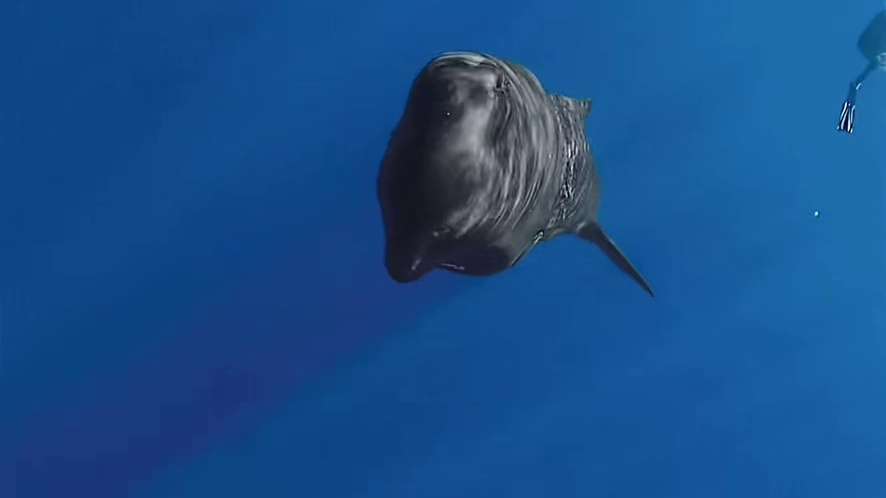 小玉哥的专属顶级浪漫！！呜呜呜～！！