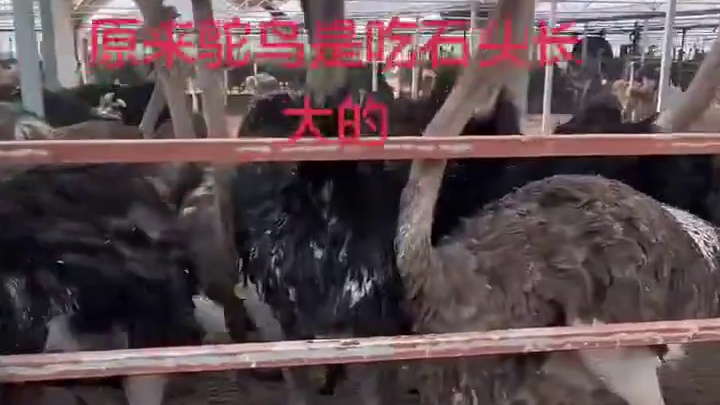 养殖人员将一车碎石撒在地上，鸵鸟们纷纷低头啄食