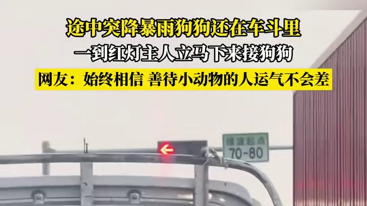 途中突降暴雨狗狗还在车斗里，一到红灯主人立马下来接狗狗，网友:始终相信善待小动物的人运气不会差