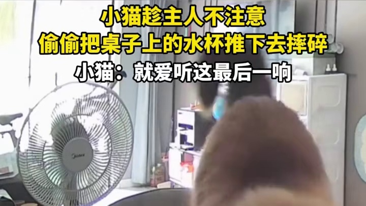 小猫趁主人不注意，偷偷把桌子上的水杯推下去摔碎