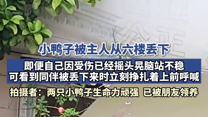 小鸭子被主人从六楼丢下，即便自己已经摇头晃脑站不稳，可看到同伴被丢下来时立刻挣扎着上前呼喊