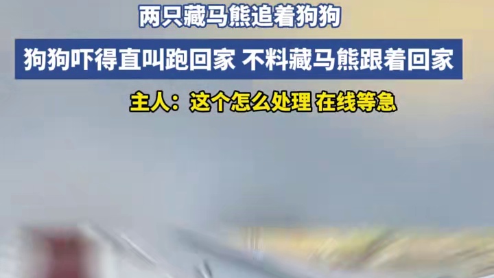 两只藏马熊追着狗狗，狗狗吓得直叫跑回家，不料藏马熊跟着回家，主人:这个怎么处理在线等急