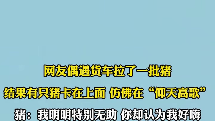 网友偶遇货车拉了一批猪，结果有只猪卡在上面 仿佛在“仰天高歌”，猪:我明明特别无助 你却认为我好嗨1