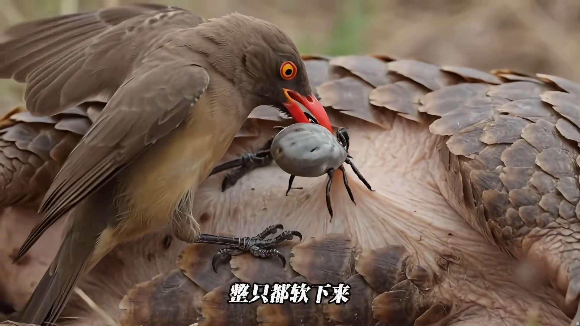 这么硬的穿山甲，蜱虫都能钻进去？