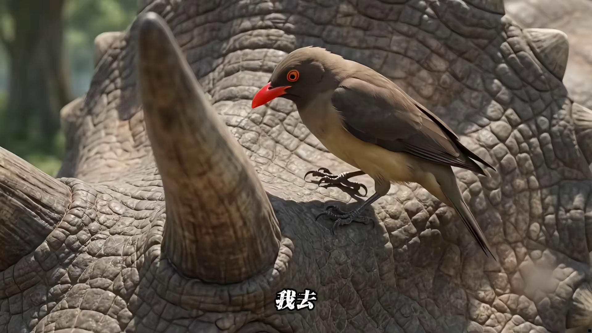 动物科普冷知识