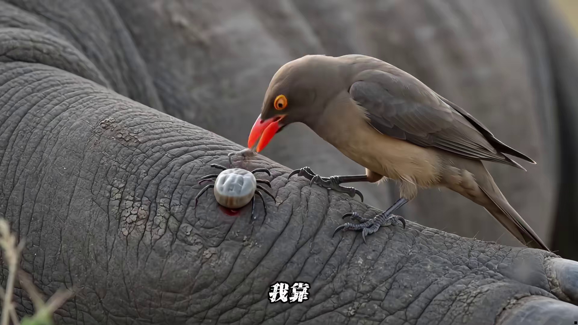 黑犀牛的皮有多厚？