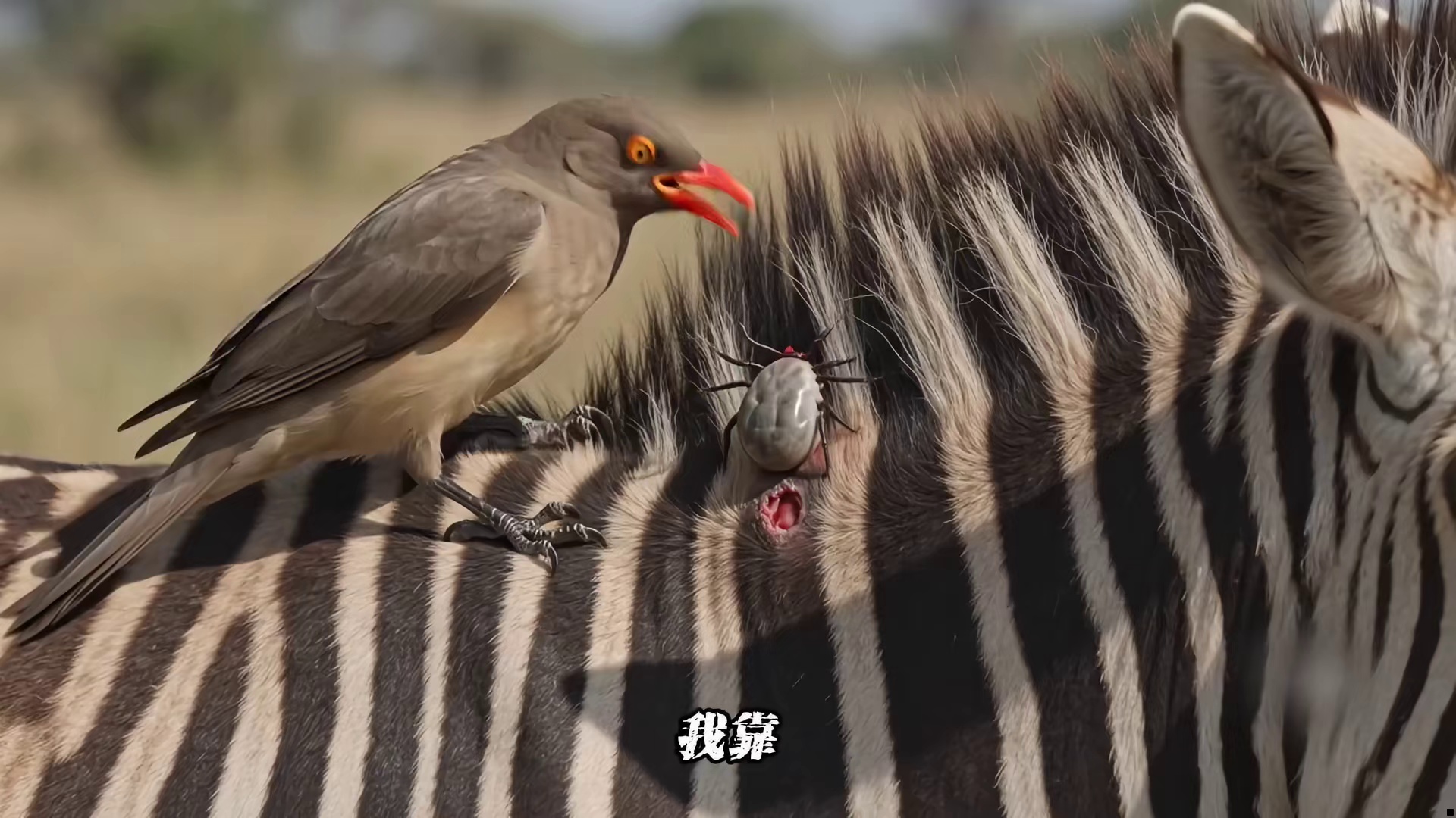 我去，这也太解压了吧