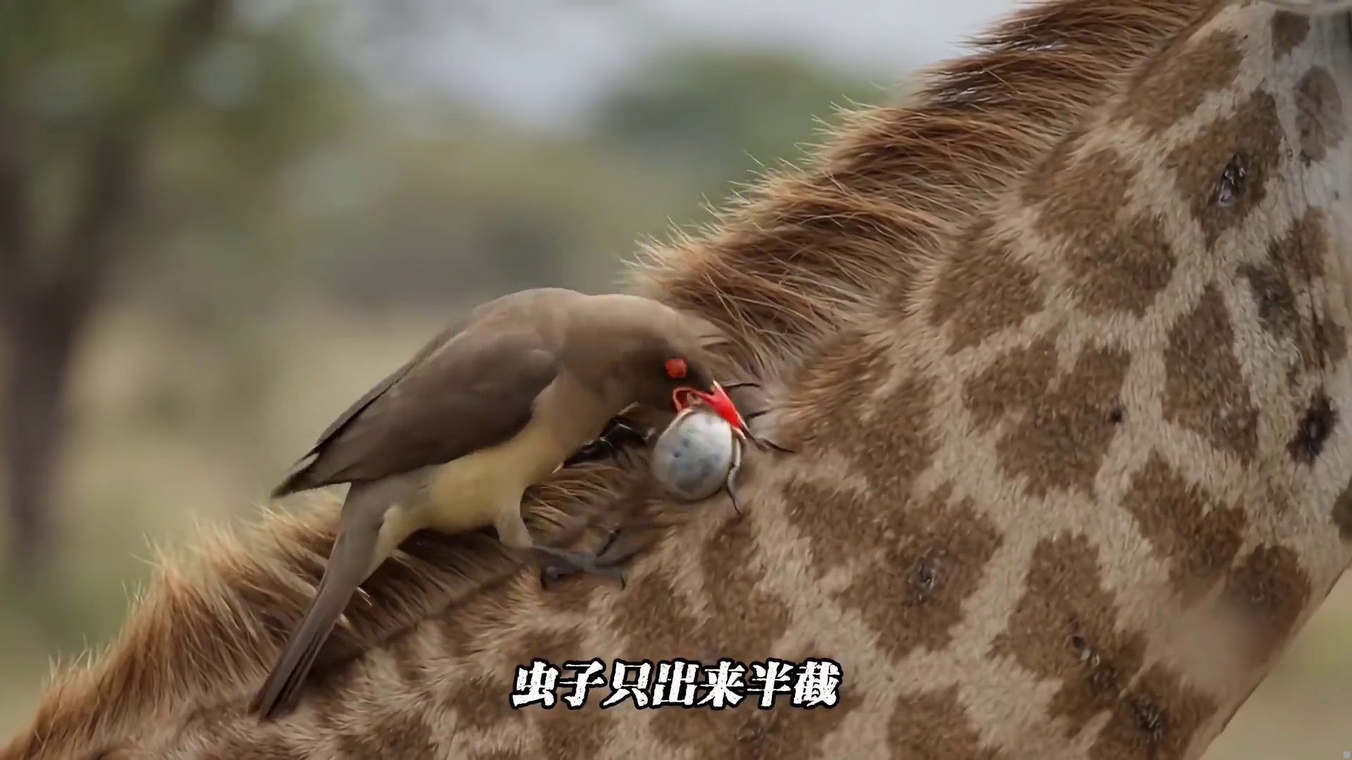 这鸟的嘴好看吗？