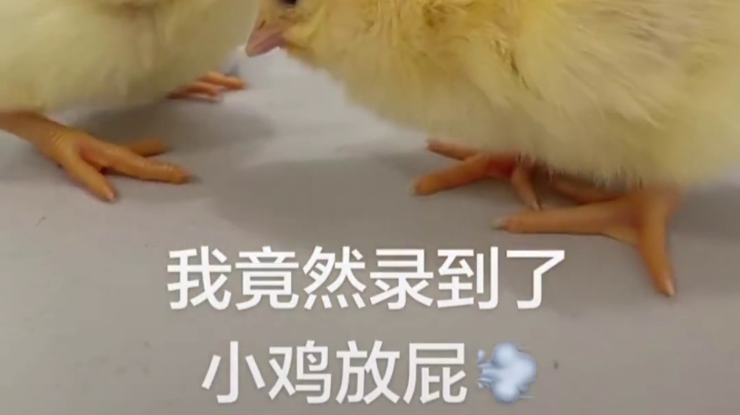 王者小鸡