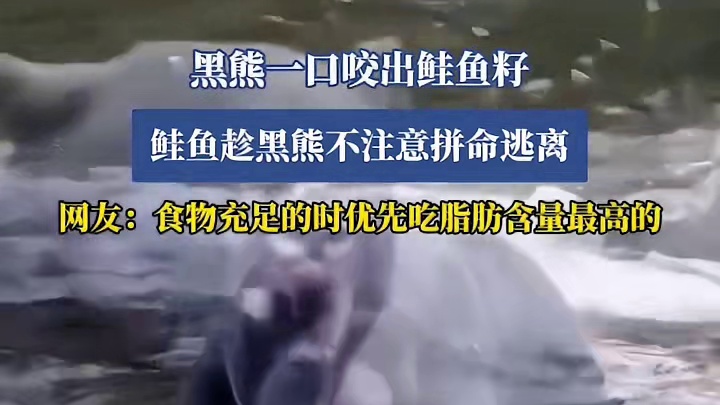 黑熊一口咬出鲑鱼籽，鲑鱼趁黑熊不注意拼命逃离， 网友：食物充足的时优先吃脂肪含量最高的1