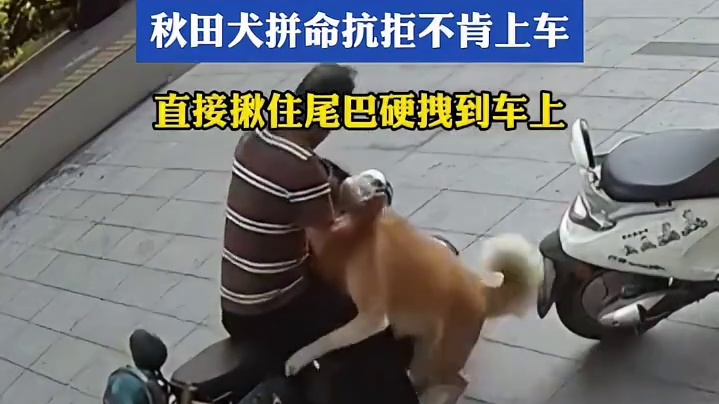 偷狗男子强行拖拽狗子，秋田犬拼命抗拒不肯上车，直接揪住尾巴硬拽到车上