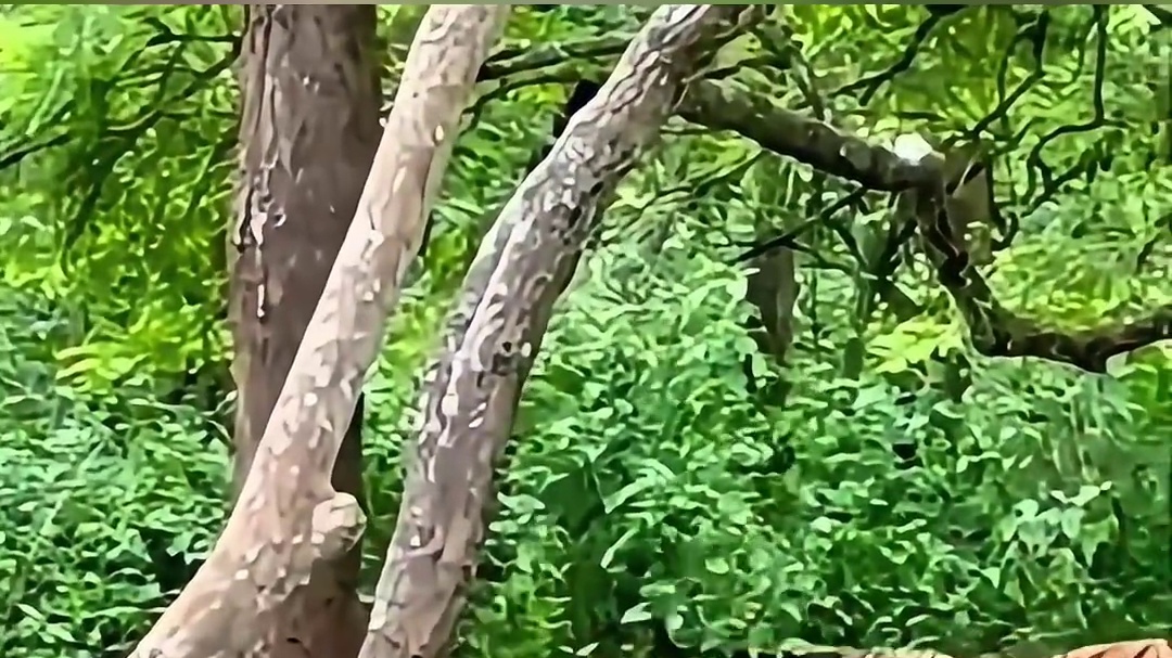 老虎为什么没有进化出伪装色。