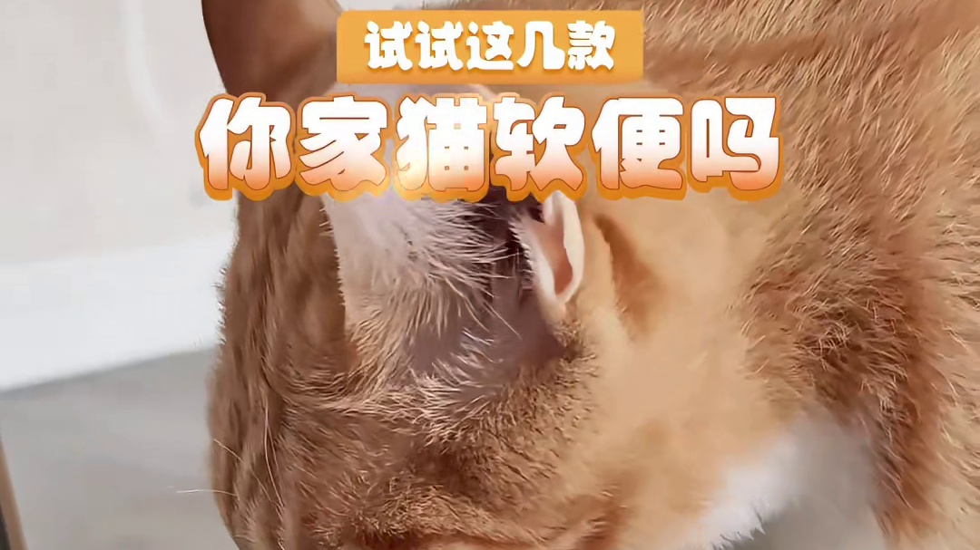 三款网红猫粮横评｜希喂/渴望/豆柴真实喂养感受