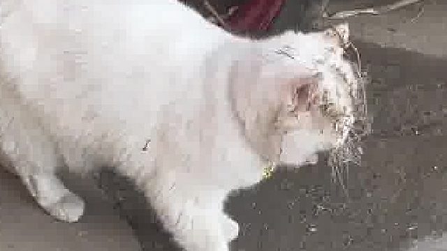 最后一波回村的猫已经面目全非了