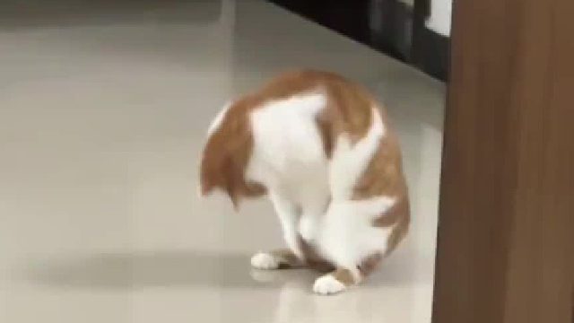 谁能拒绝一只会翻跟头的猫猫呢