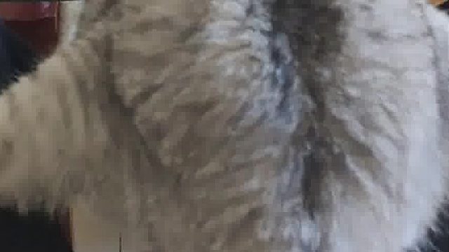 每个猫猫都有一个狗主人