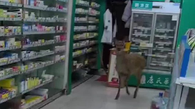 鹿：今天被撞了，进来买点药