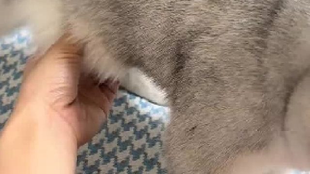 小猫咪，你的囔囔揣卖不卖？