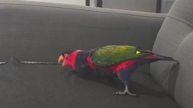 最喜欢这种神经鸟