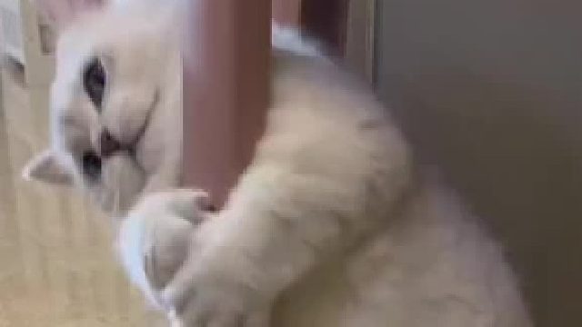 上才艺，跳得不好，请多多包涵