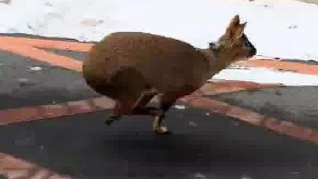 大城市就是不一样啊，啥都有