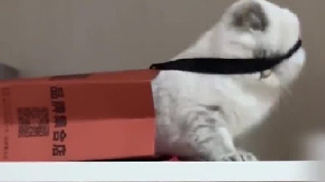 笑亖了，它真的又笨又可爱！哈哈