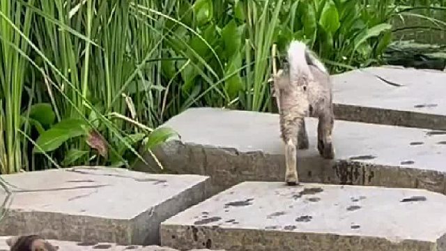 奶奶告诉我：狗欢一溜屁