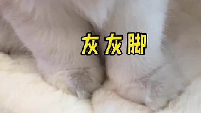 怎么也没想到我家猫的jiojio是这样变黑的