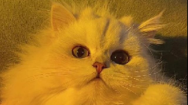 昨夜过嫔伺候得不错，晋过妃！