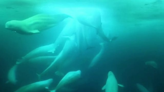 北极熊捕猎白鲸，扑到水里疯狂捕捉。1吨重的白鲸惨被抓住！