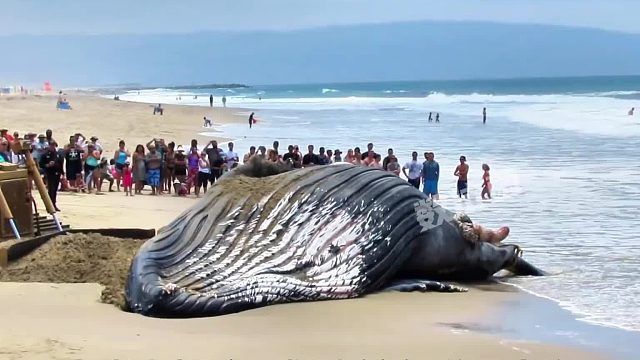 一条鲸鱼搁浅海岸 众人用推土机将其推入大海！一鲸落万物生！