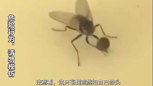 人没了头立马就死，为啥这些动物没有头还能活？真相颠覆你的认知 2