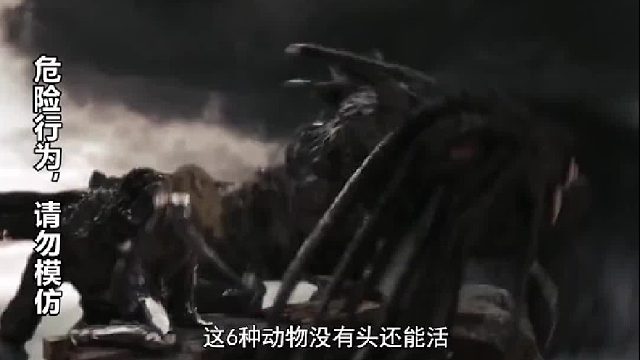 人没了头立马就死，为啥这些动物没有头还能活？真相颠覆你的认知3