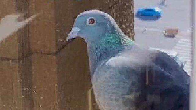 鸽子故事后续，咱就继续来个阿三同款跨界解说～有问题吗？没有问题