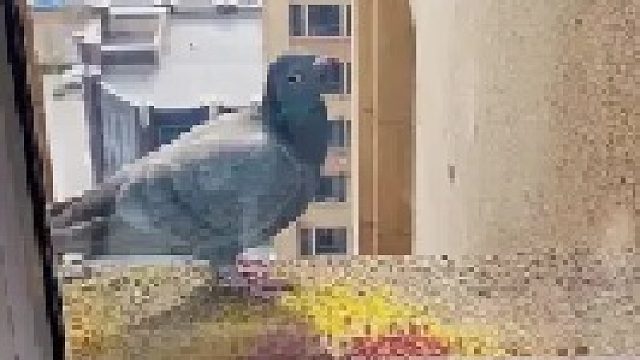 你们推荐的枸杞红枣当归什么的，我家鸽子根本就不爱吃啊！