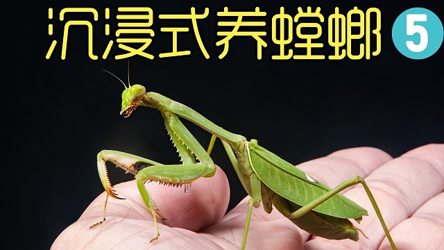 菜园子抓的螳螂当宠物，两百多天记录孵化宝宝的过程，真是太难了