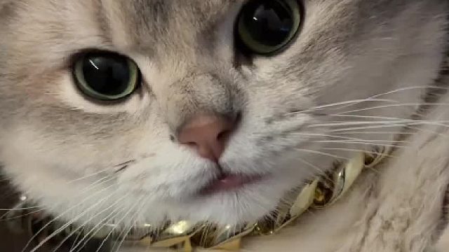 我家猫看了说好假