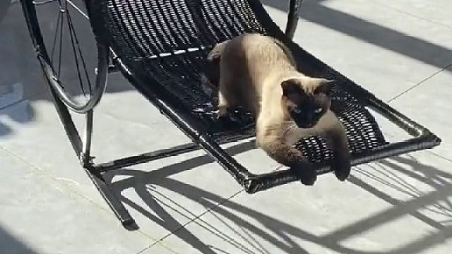 猫咪的迷惑行为  ​​​