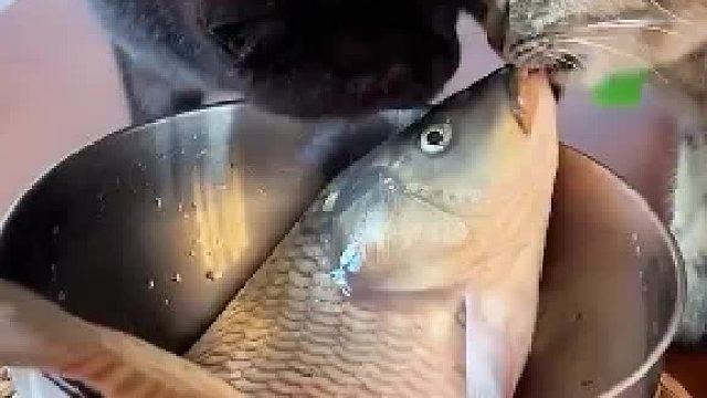 一个鲤鱼打挺把猫猫吓坏了……  ​​​