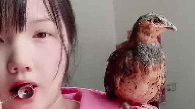 我居然听懂了鸟语  ​​​