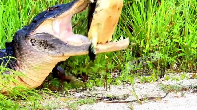 鳄鱼抓住一只乌龟！面对鳄鱼的巨大咬合力，龟壳真的能扛得住吗？