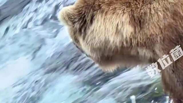 鲑鱼洄游，棕熊站在瀑布张嘴吃三文鱼！吃到撑满嘴流油！